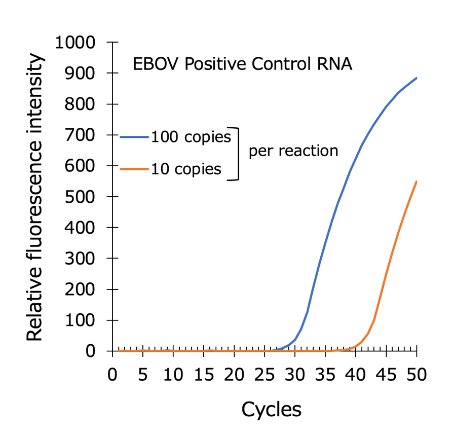 Graph:Detection of Ebola virus RNA