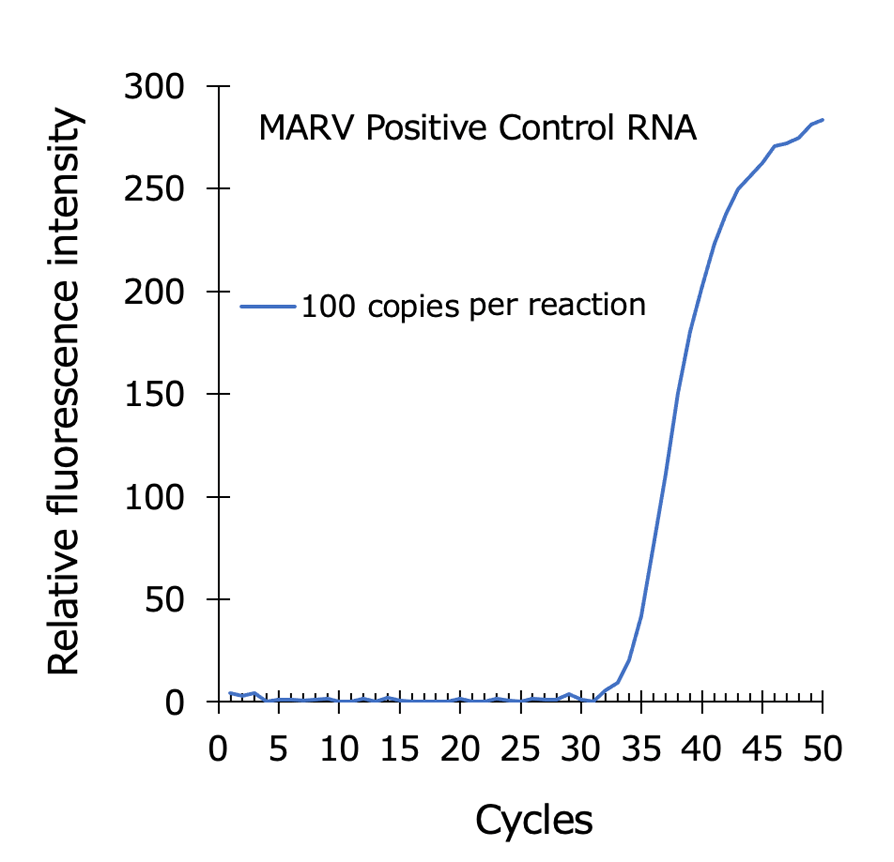 Graph:Detection of Marburg virus RNA