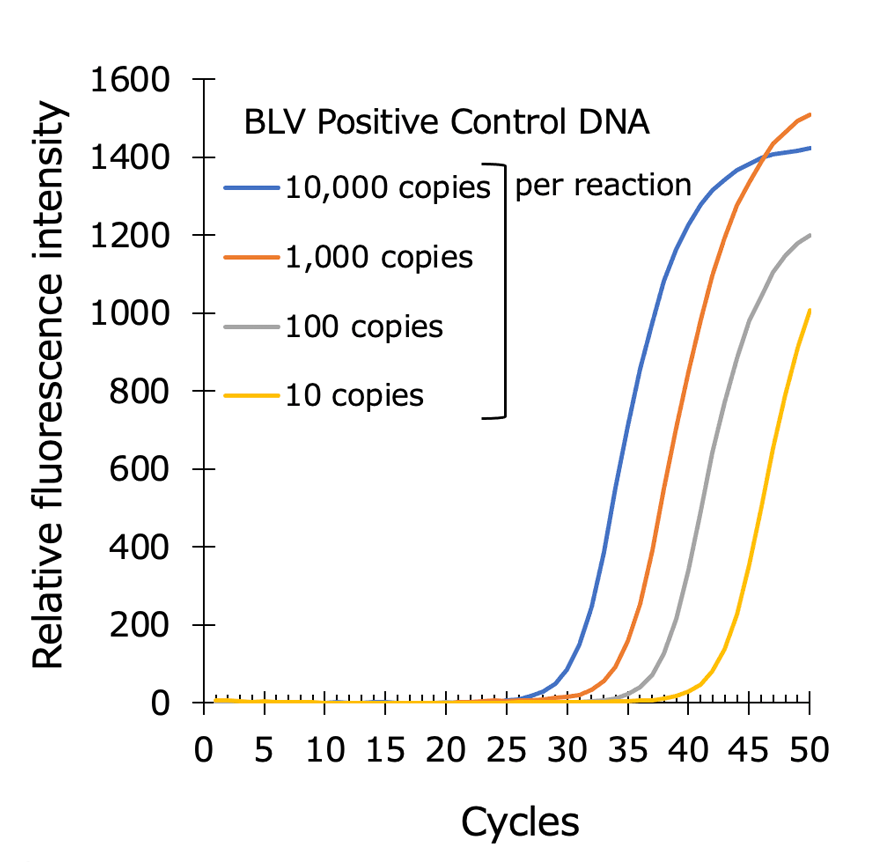 Graph:Detection of Bovine leukemia virus proviral DNA